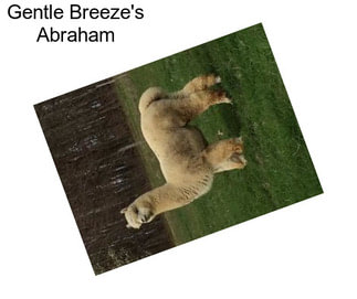 Gentle Breeze\'s Abraham