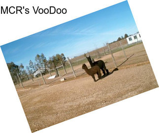 MCR\'s VooDoo