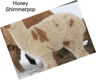 Honey Shimmerpop