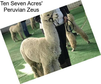 Ten Seven Acres\' Peruvian Zeus