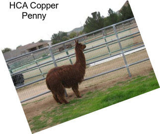 HCA Copper Penny