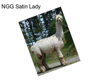 NGG Satin Lady