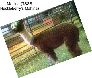 Mahina (TSSS Huckleberry\'s Mahina)