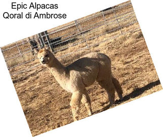 Epic Alpacas Qoral di Ambrose