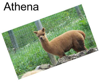 Athena