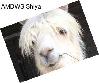 AMDWS Shiya