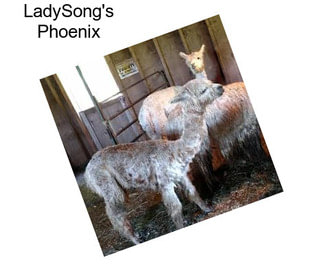 LadySong\'s Phoenix