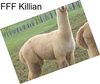FFF Killian