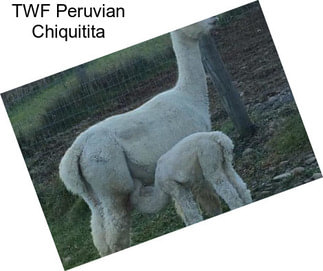 TWF Peruvian Chiquitita