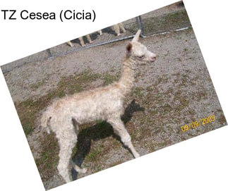 TZ Cesea (Cicia)