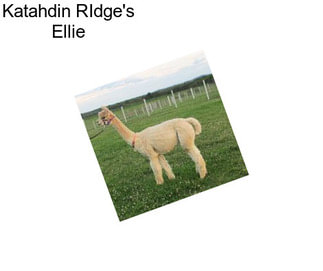 Katahdin RIdge\'s Ellie