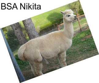 BSA Nikita
