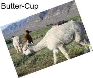 Butter-Cup