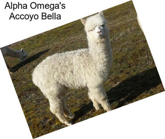 Alpha Omega\'s Accoyo Bella