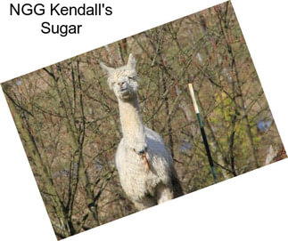 NGG Kendall\'s Sugar