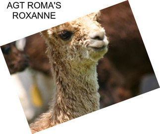 AGT ROMA\'S ROXANNE