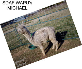 SDAF WAPU\'s MICHAEL