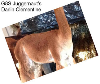 G8S Juggernaut\'s Darlin Clementine