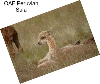 OAF Peruvian Sula