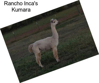 Rancho Inca\'s Kumara