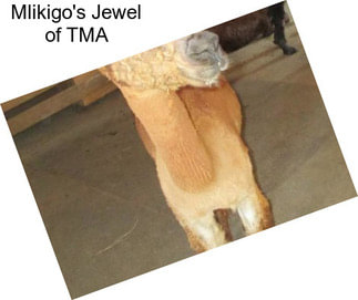 Mlikigo\'s Jewel of TMA