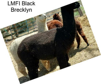 LMFI Black Brecklyn