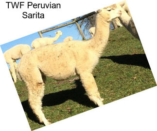 TWF Peruvian Sarita