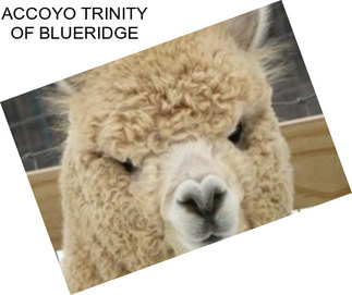 ACCOYO TRINITY OF BLUERIDGE