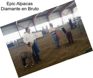 Epic Alpacas Diamante en Bruto