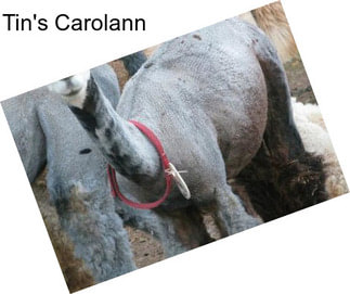 Tin\'s Carolann