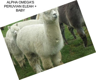 ALPHA OMEGA\'S PERUVIAN ELEAH + BABY