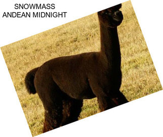 SNOWMASS ANDEAN MIDNIGHT