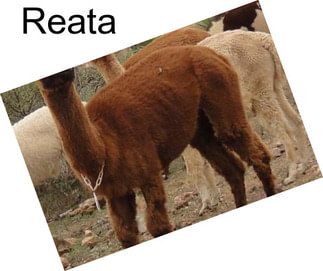 Reata