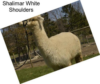 Shalimar White Shoulders