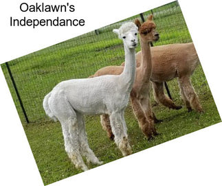 Oaklawn\'s Independance