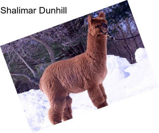 Shalimar Dunhill