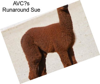 AVC?s Runaround Sue