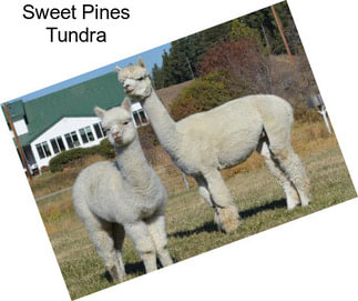 Sweet Pines Tundra