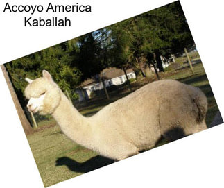 Accoyo America Kaballah