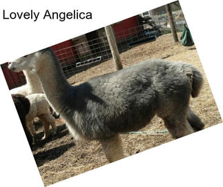 Lovely Angelica