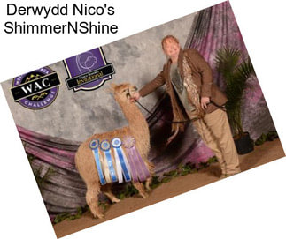 Derwydd Nico\'s ShimmerNShine