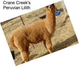 Crane Creek\'s Peruvian Lilith