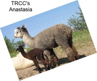 TRCC\'s Anastasia
