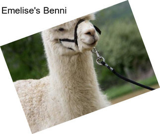 Emelise\'s Benni