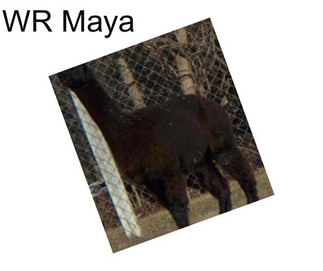 WR Maya