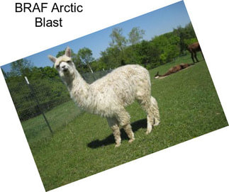 BRAF Arctic Blast