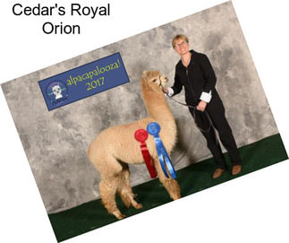 Cedar\'s Royal Orion