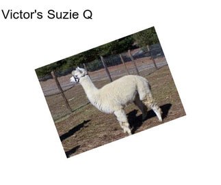 Victor\'s Suzie Q