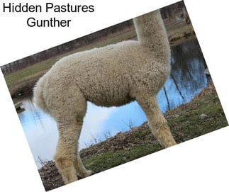 Hidden Pastures Gunther