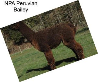 NPA Peruvian Bailey